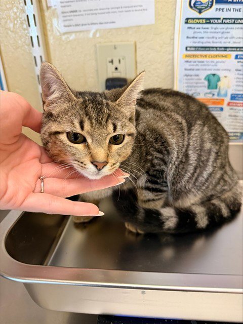 KIWI - Domestic Short Hair available for adoption