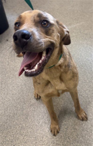 LINCOLN - Catahoula Leopard Dog for adoption in Cape Coral