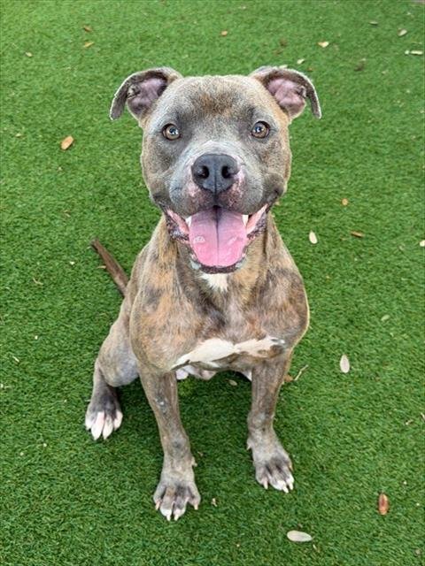 BODIE - Pit Bull Terrier for adoption in Cape Coral