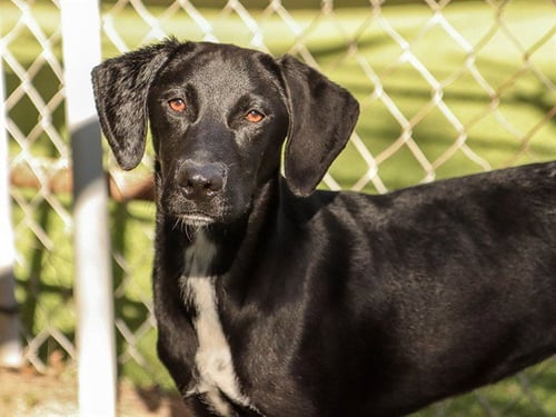 PATSY - Labrador Retriever available for adoption