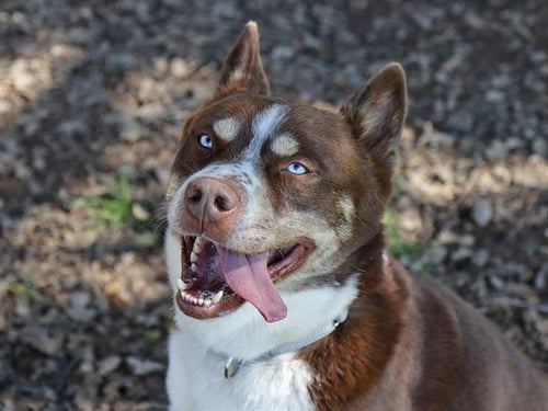 TUCKER - Siberian Husky available for adoption