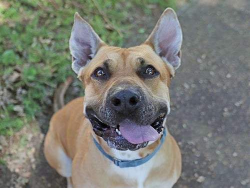 LUCKI - Bullmastiff available for adoption