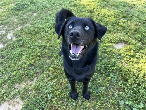OSO - Labrador Retriever available for adoption