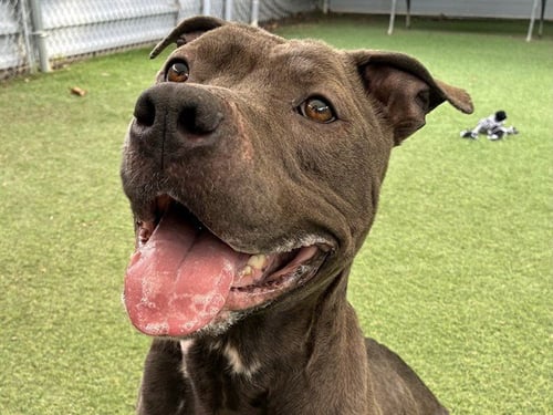 NYLE - Pit Bull Terrier available for adoption