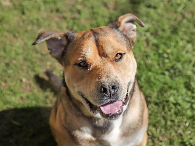 WINSTON - Pit Bull Terrier available for adoption