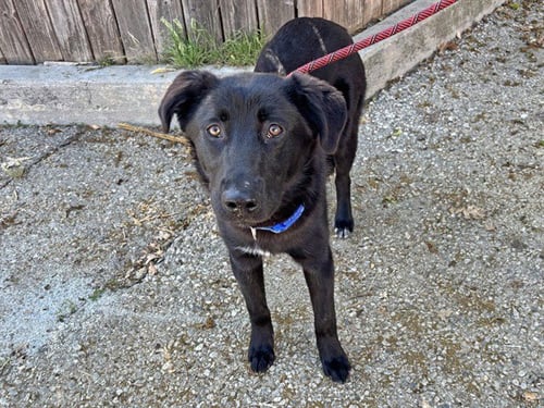 LOKITO - German Shepherd Dog available for adoption