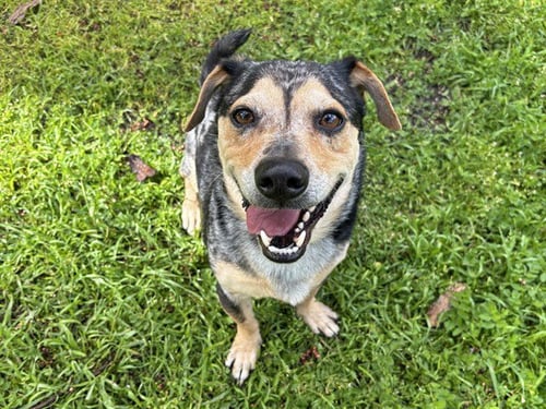 HERO - Basset Hound available for adoption