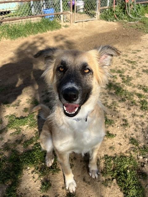 GOLDIE - German Shepherd Dog available for adoption