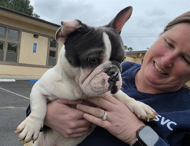 POPEYE - French Bulldog available for adoption