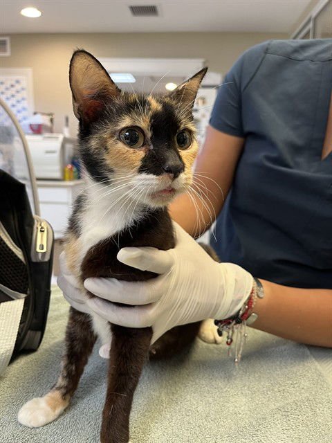 MAMA KITTY - Domestic Short Hair available for adoption