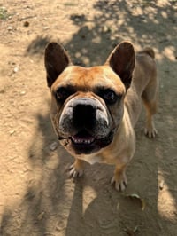 CHAUNCEY - Photo 1
