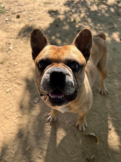 CHAUNCEY - French Bulldog available for adoption