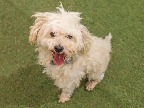 GOMEZ - Poodle (Miniature) available for adoption