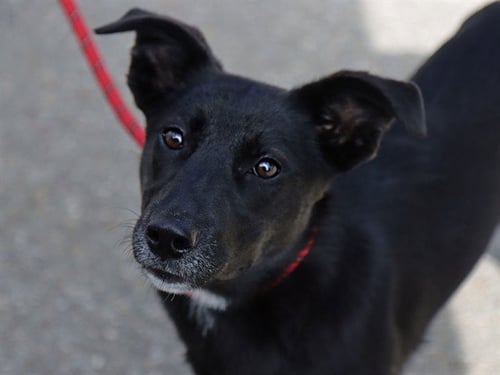 LOKITA - German Shepherd Dog available for adoption