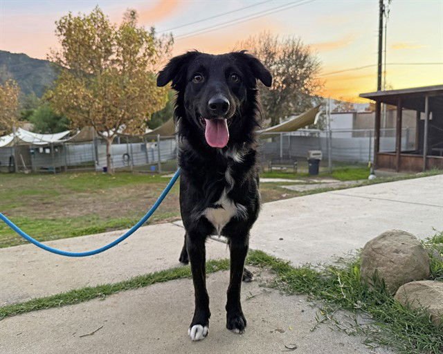 ROCKY - Border Collie available for adoption