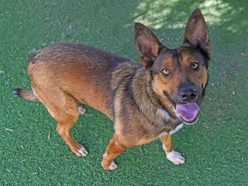 BISCUIT - German Shepherd Dog available for adoption
