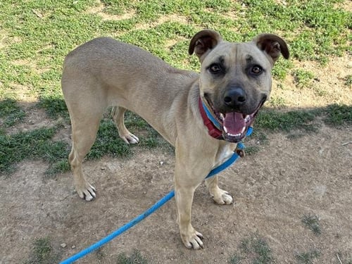 NIKE - Rhodesian Ridgeback available for adoption
