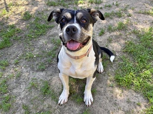 SWEETIE - Pit Bull Terrier available for adoption