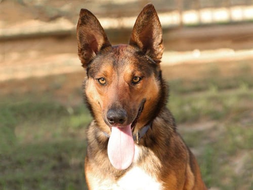 DANI - German Shepherd Dog available for adoption