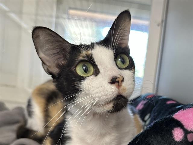 CHECKERS - Domestic Short Hair available for adoption