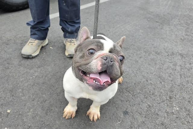 DAISY - French Bulldog available for adoption