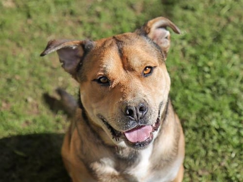 WINSTON - Pit Bull Terrier available for adoption