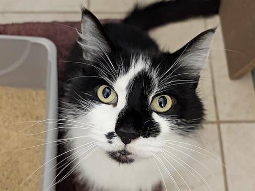 TIGGER - Domestic Long Hair available for adoption
