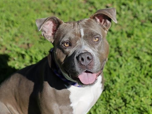 NOVA - Pit Bull Terrier available for adoption