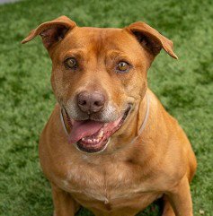 HENNESSY - Pit Bull Terrier available for adoption