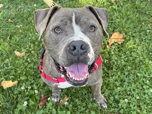 KNIGHT - Pit Bull Terrier available for adoption