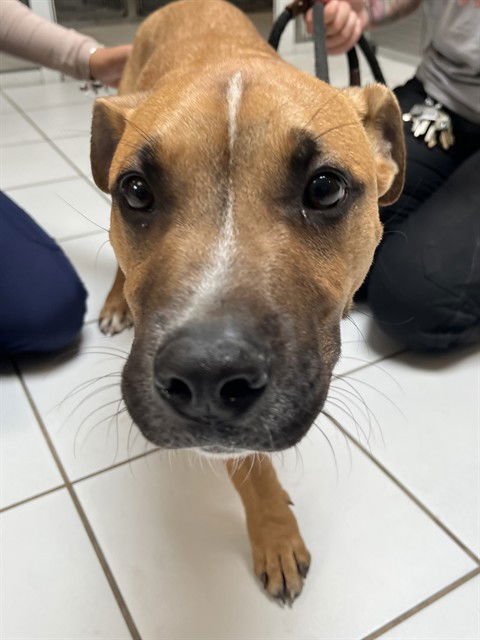 ROCKY - Boxer / Pit Bull Terrier available for adoption