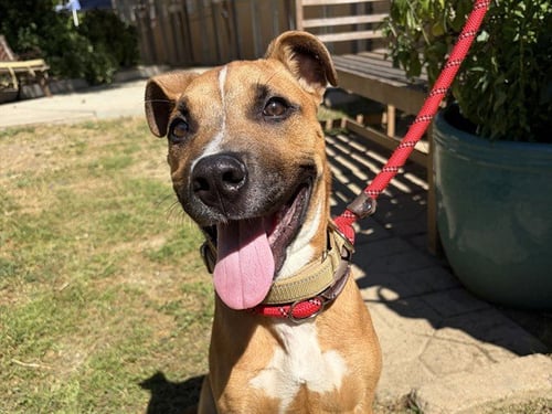 ROCKY - Boxer / Pit Bull Terrier available for adoption