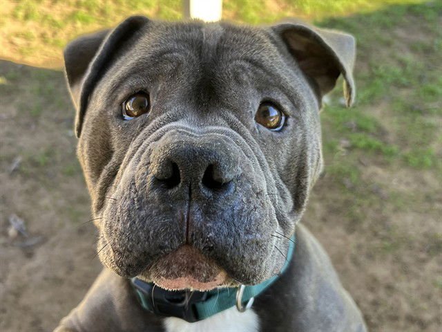 NINO - American Staffordshire Terrier available for adoption