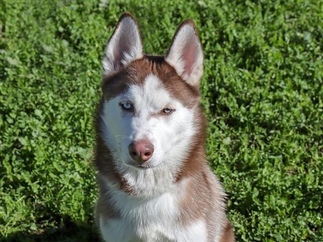 ANDY - Husky available for adoption