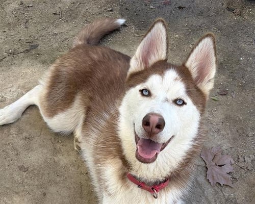 ANDY - Siberian Husky available for adoption