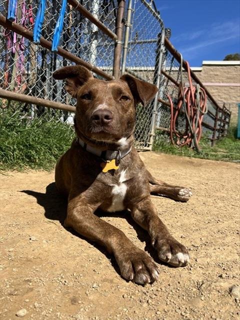 MISSY - Plott Hound available for adoption