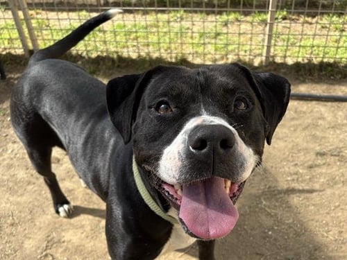 DARLA - Pit Bull Terrier available for adoption