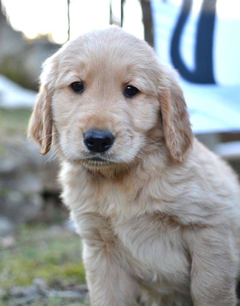 COOPER - Golden Retriever available for adoption