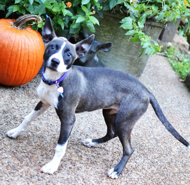 REMY - Husky available for adoption