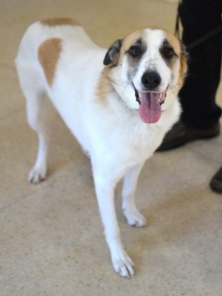 ARLO - Shepherd available for adoption