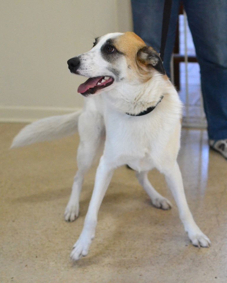 ARLO - Shepherd available for adoption