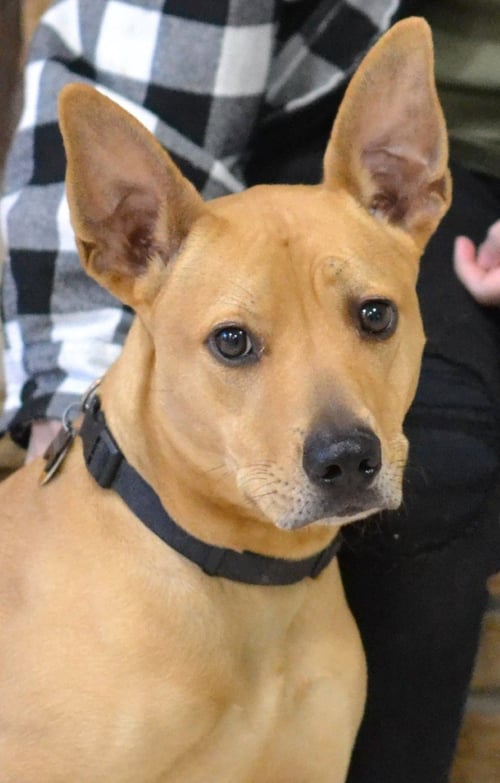 KODA - Pharaoh Hound for adoption in Springfield