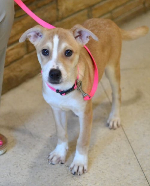 PIPPA - Jack Russell Terrier available for adoption