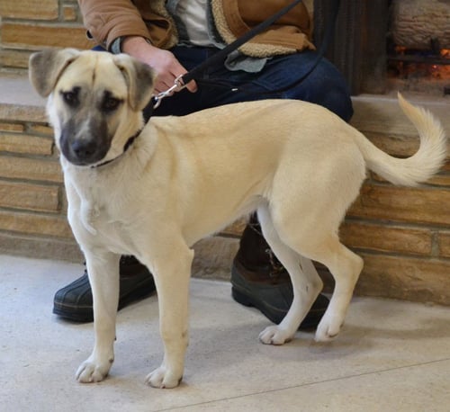 SOPHIE - Shepherd available for adoption