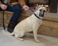 Sophie - Photo 3