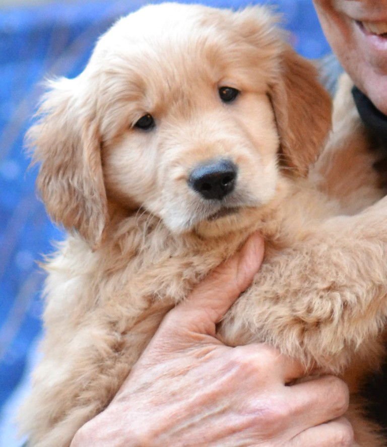 CASH - Golden Retriever available for adoption