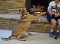 Reggie - Photo 2