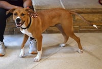 Scout - Photo 3