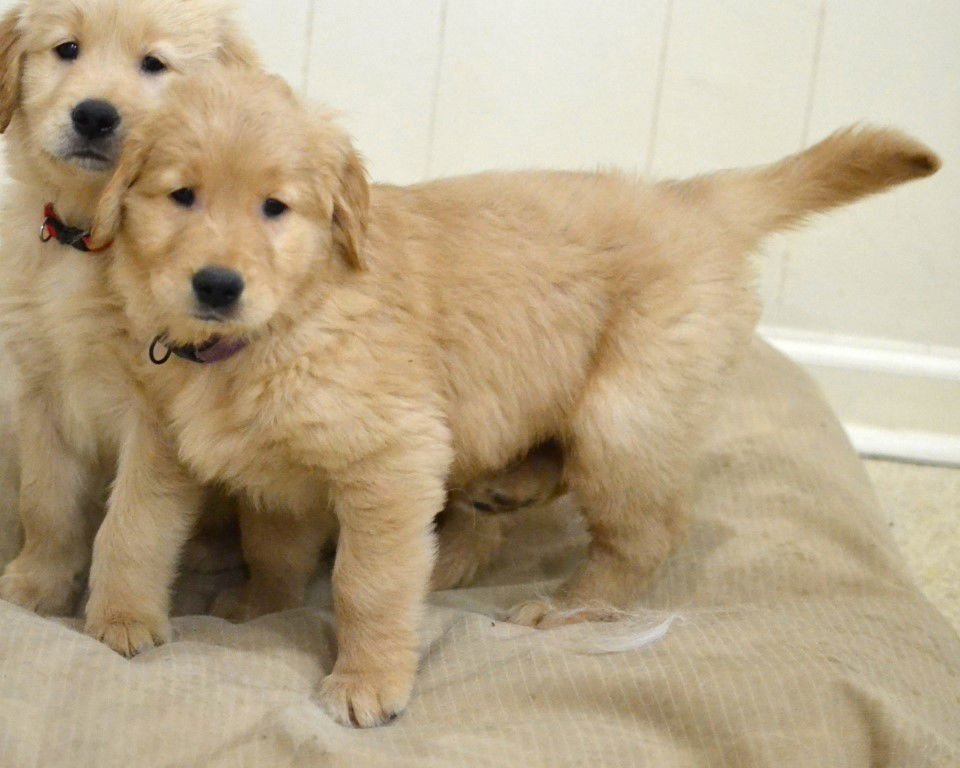 CODY - Golden Retriever available for adoption