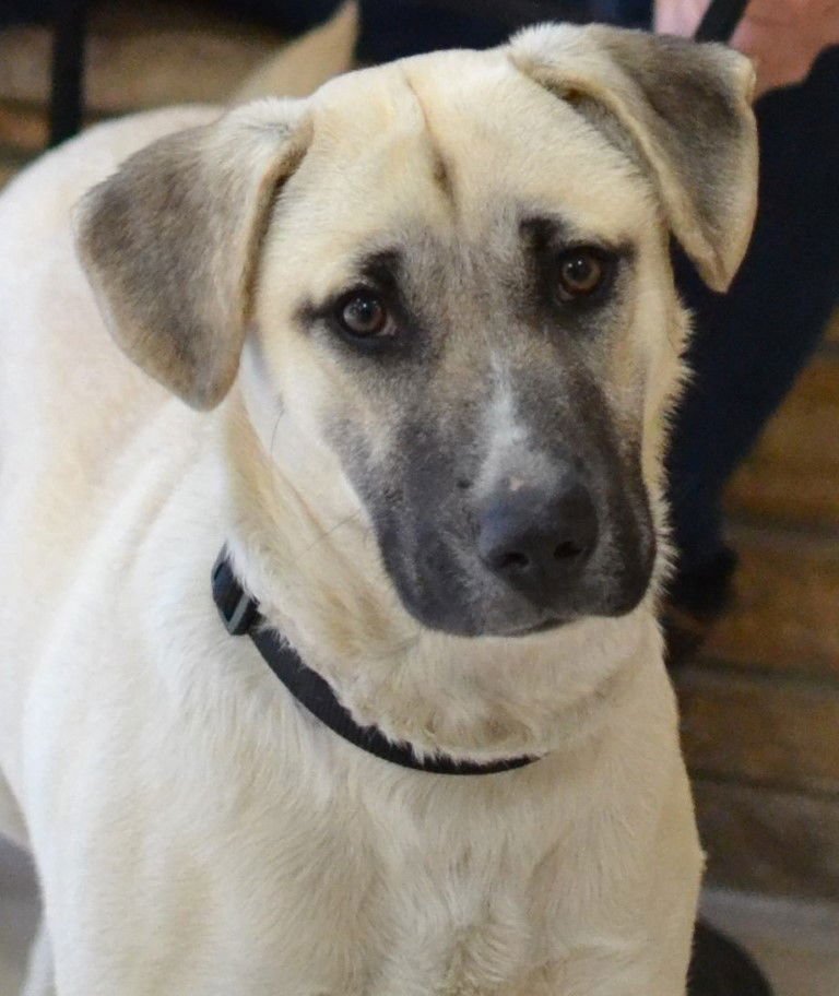 ZOEY - Shepherd / Anatolian Shepherd available for adoption